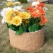 Цветник КАНЬОН купить в Кинешме